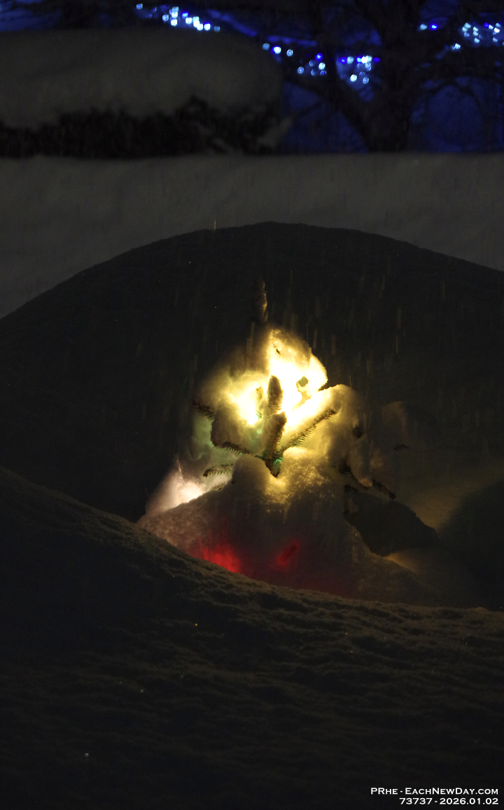 73737CrLeNrUsm - Bruce the Spruce, alight and under snow